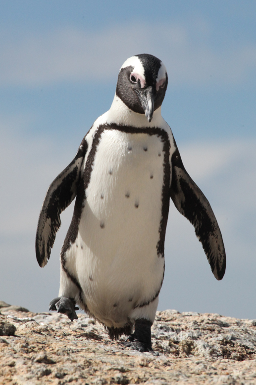 penguin